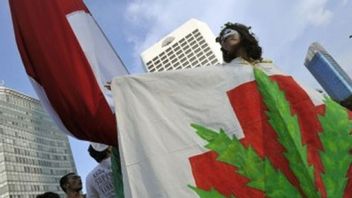 Learn About Medical Marijuana, Ministry Of Law And Human Rights: If It Is Positive, The Government Will Legalize It