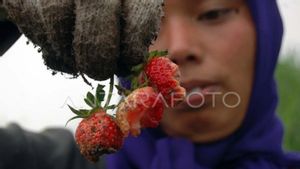 UGM dan BRIN Kolaborasi Manfaatkan Teknologi Nuklir Kendalikan Lalat Buah di Salak Pondoh