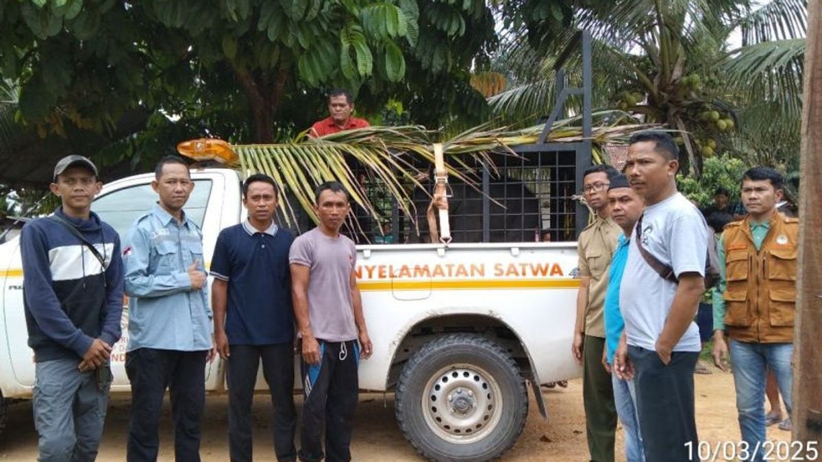 Lost In Sawit Gardens, Sumatran Elephant Children Rescued By Riau BBKSDA Team