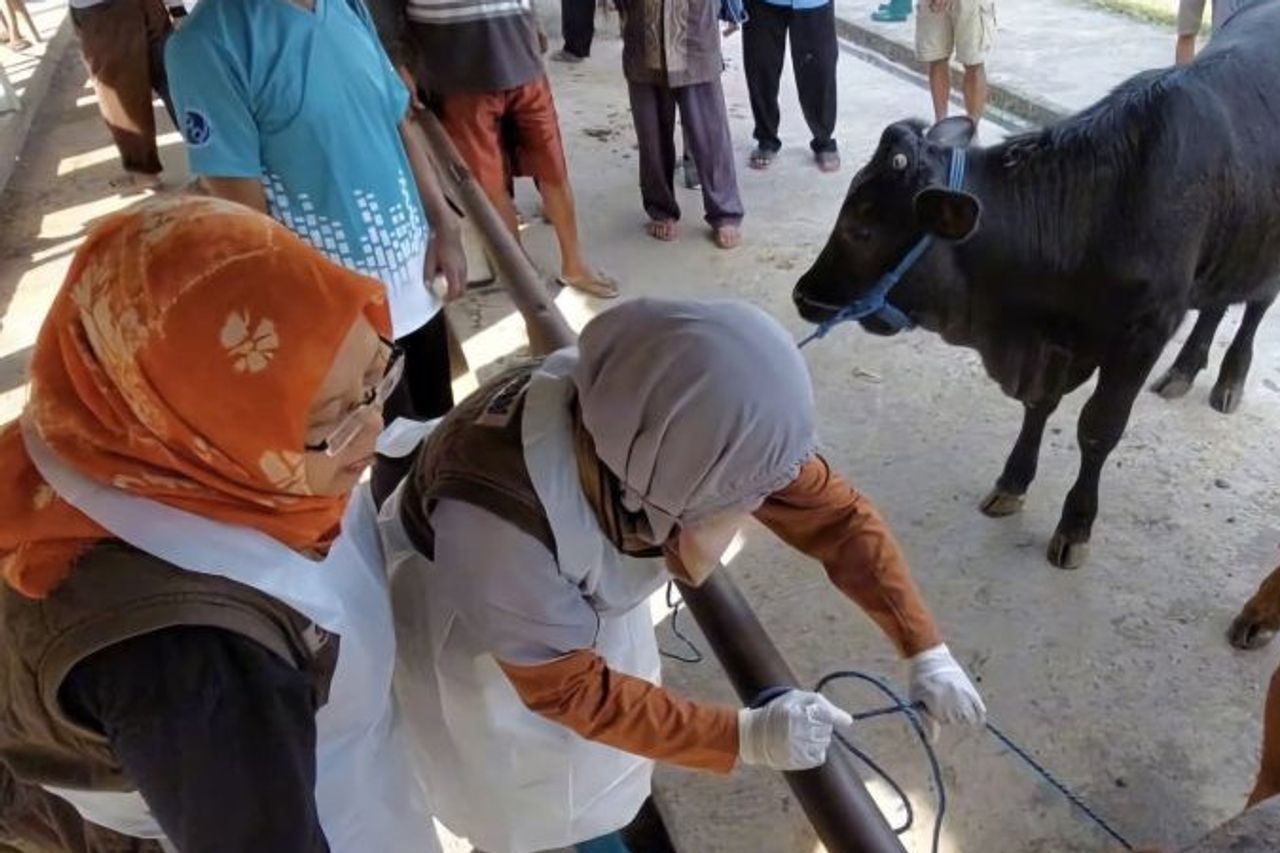 وأفادت التقارير بأن 180 بقرة في 21 مقاطعة لامونغان أصيبت بمرض الحمى القلاعية