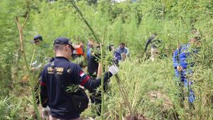 Ladang Ganja 5,3 Hektare di Aceh Besar Dimusnahkan