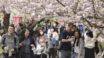 Lorong Sakura Japan Mint Osaka Dibuka, 331 Pohon Mekar Tarik Pengunjung