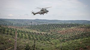Pak Prabowo, Perkebunan Kelapa Sawit Tak Mungkin Menggantikan Fungsi Hutan Hujan