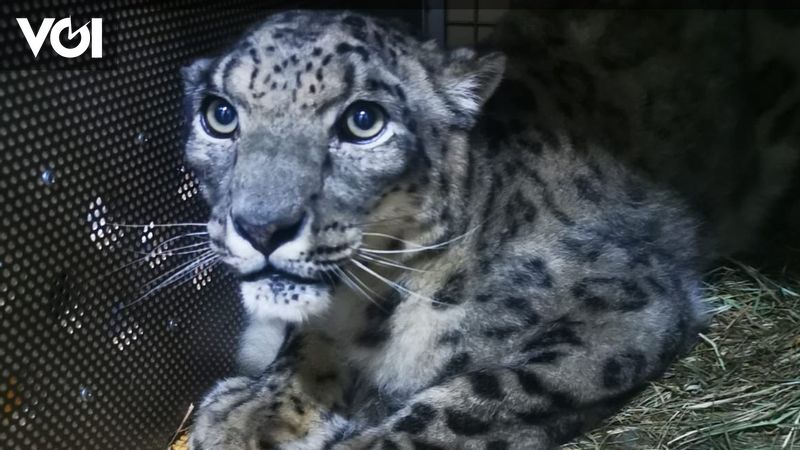 Garuda Indonesia Assists The Protected Snow Leopard Animal Breeding ...