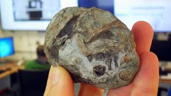 Embrio Fosil 250 Juta Tahun Ungkap Cara Cikal Bakal Mamalia Bertahan dari Kematian Besar