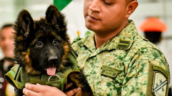 Proteo Mati saat Operasi Penyelamatan Korban Gempa Bumi, Turki Kirim Anak Anjing Gembala Jerman untuk Meksiko