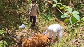 Bombana Agriculture Service Sultra Says 428 Cows Died Due To Jembrana Virus