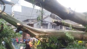Hujan dan Angin Kencang, Pohon Kapuk Timpa Mobil Bak dan Warung di Pasar Pagi Jakbar
