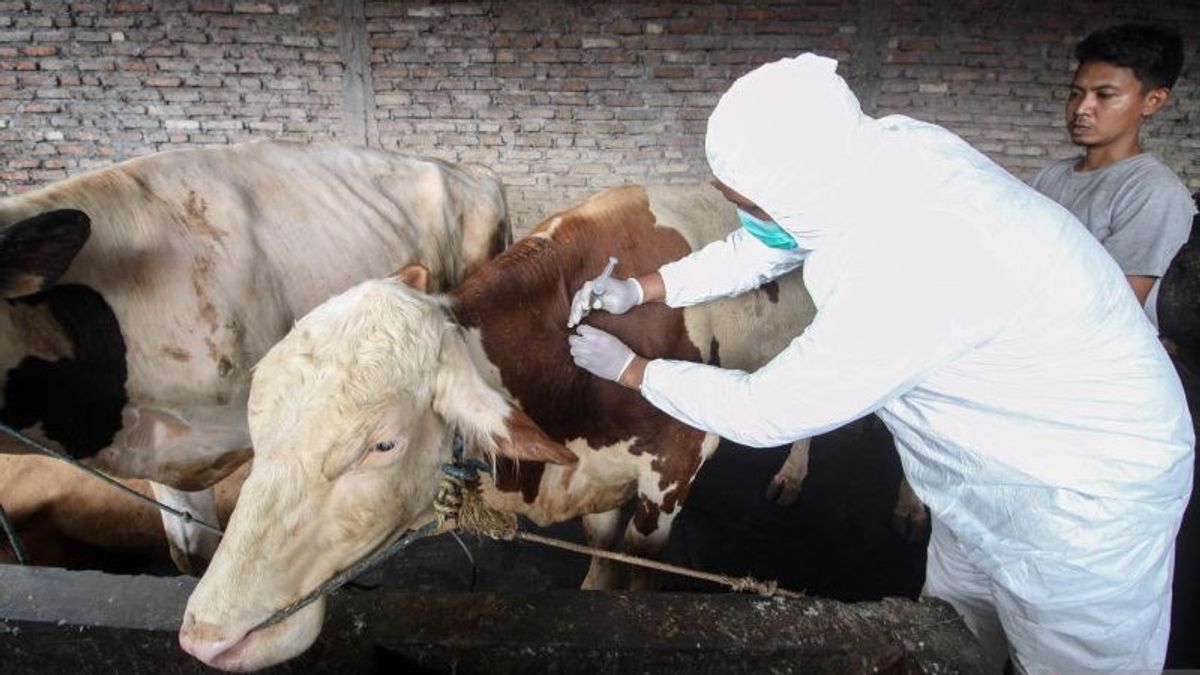 バタンガリ・ジャンビの12頭の牛がFMDによって強制的に切断され、肉が消費されることが示された 