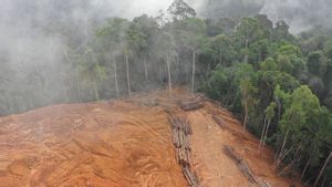 Hutan Suaka Margasatwa Rawa Singkil di Aceh Alami Deforestasi 1.324 Hektare