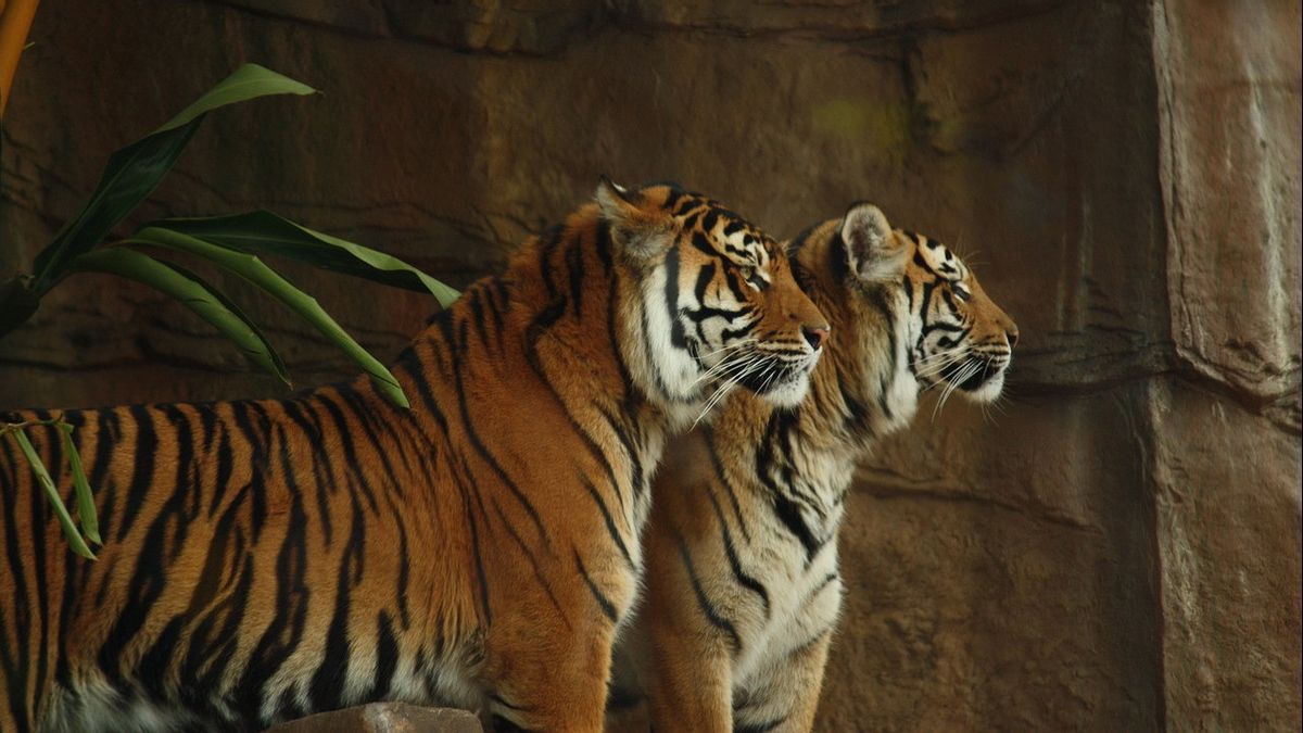 2 Tigres échappés Du Zoo De Sinka Singkawang