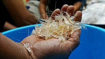 印度尼西亚有可能拥有468万个龙虾种子,KKP Pelototi在Soetta以“Koperman”模式走私