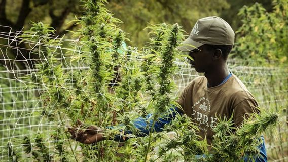 Aktivis Mariyuana Meksiko Bangun Taman Ganja di Samping Gedung Senat