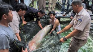 Kementerian KKP Kembali Melarang Peredaran 152 Spesies Ikan Berbahaya dalam Memori Hari Ini, 2 Juli 2018
