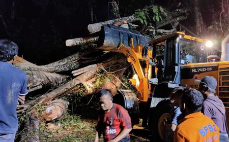 Pohon Tumbang Timpa Mini Bus di Bengkulu, Dua Orang Meninggal