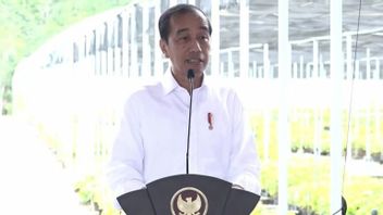 Jadi Pusat Penghijauan IKN, Jokowi Resmikan Fasilitas Persemaian Mentawir