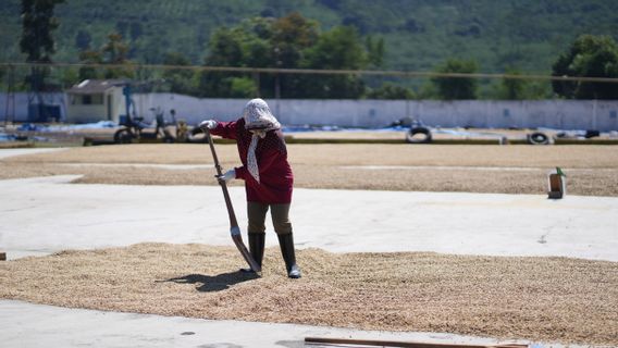 Retarder la récolte pour la qualité, l'entreprise de café PTPN IV reste rentable au début de 2026