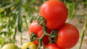 Tomat yang Direkayasa Ini Bisa Bantu Cukupi Kebutuhan Vitamin D Orang di Seluruh Dunia
