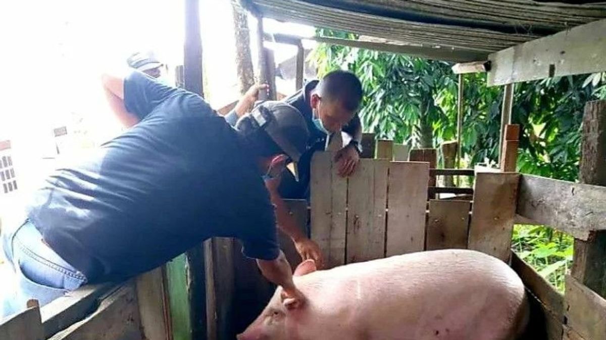 العديد من حالات الخنازير الميتة، طلب المربون أن يكونوا على بينة من مرض حمى الخنازير الأفريقية 