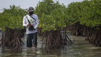 ソゲパシタンビーチでの津波の可能性、BNPBはマングローブを植えることによって緩和するように住民を招待します