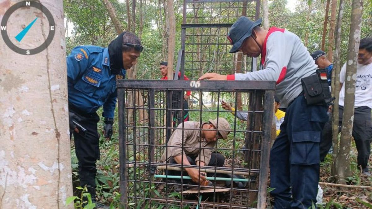 Riau BBKSDA: Tigers In Siak Poasibility From Zamrud National Park