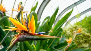 7 暑さと雨に耐える花の植物