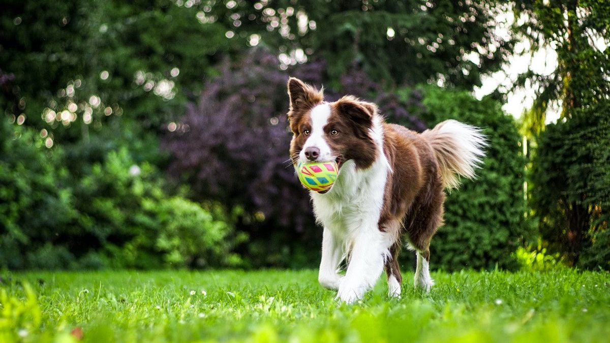 Les Propriétaires De Chiens à Tel Aviv Doivent Enregistrer Leur ADN De Chien Auprès Du Gouvernement De La Ville 