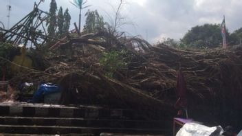 Pohon Beringin di Lapangan Denggung Sleman Tumbang Timpa Wahana Kora-kora