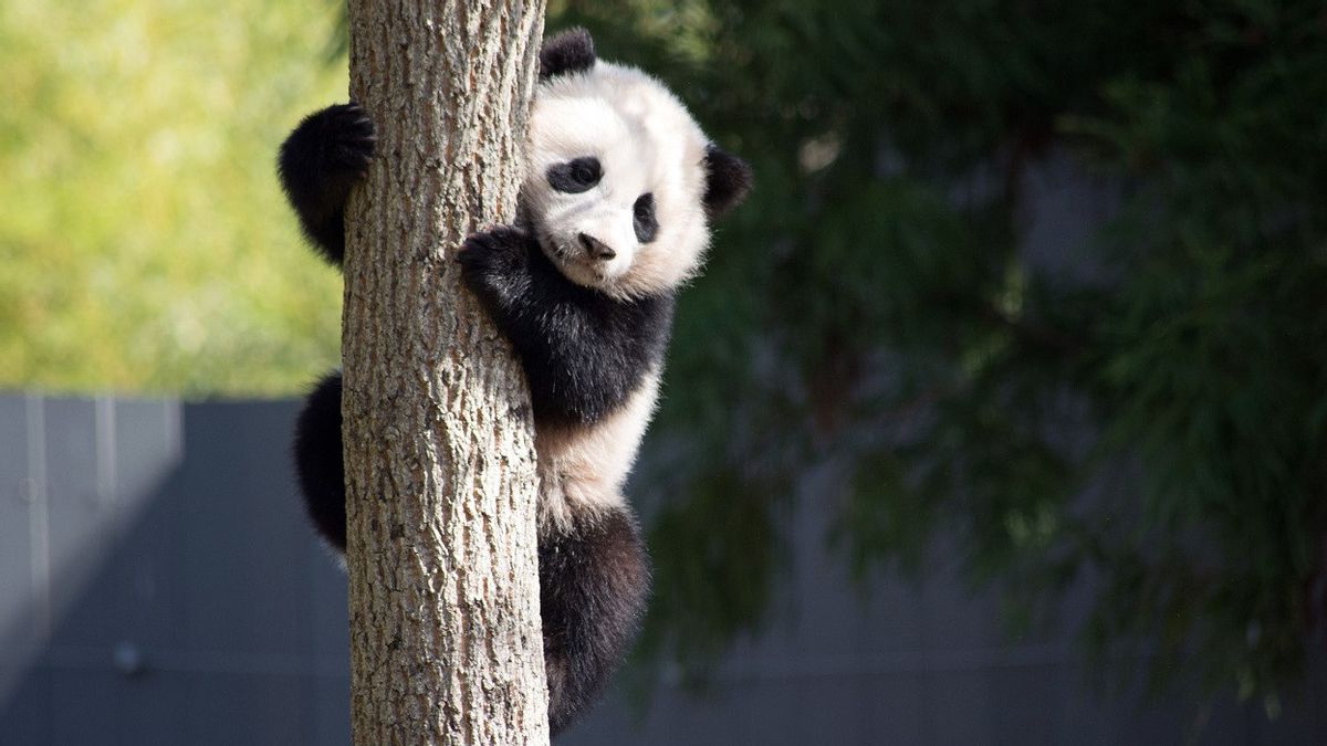 Peneliti Identifikasi Kerabat Panda Raksasa Pernah Hidup di Eropa Zaman Miosen