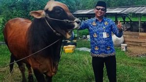 Jelang Iduladha, Presiden Prabowo Sumbang 1 Sapi di Natuna