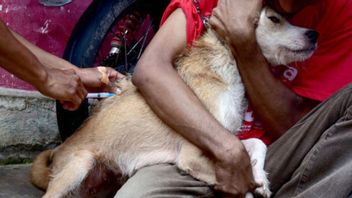 パレンバン市は2024年までに狂犬病ゼロを目標としています