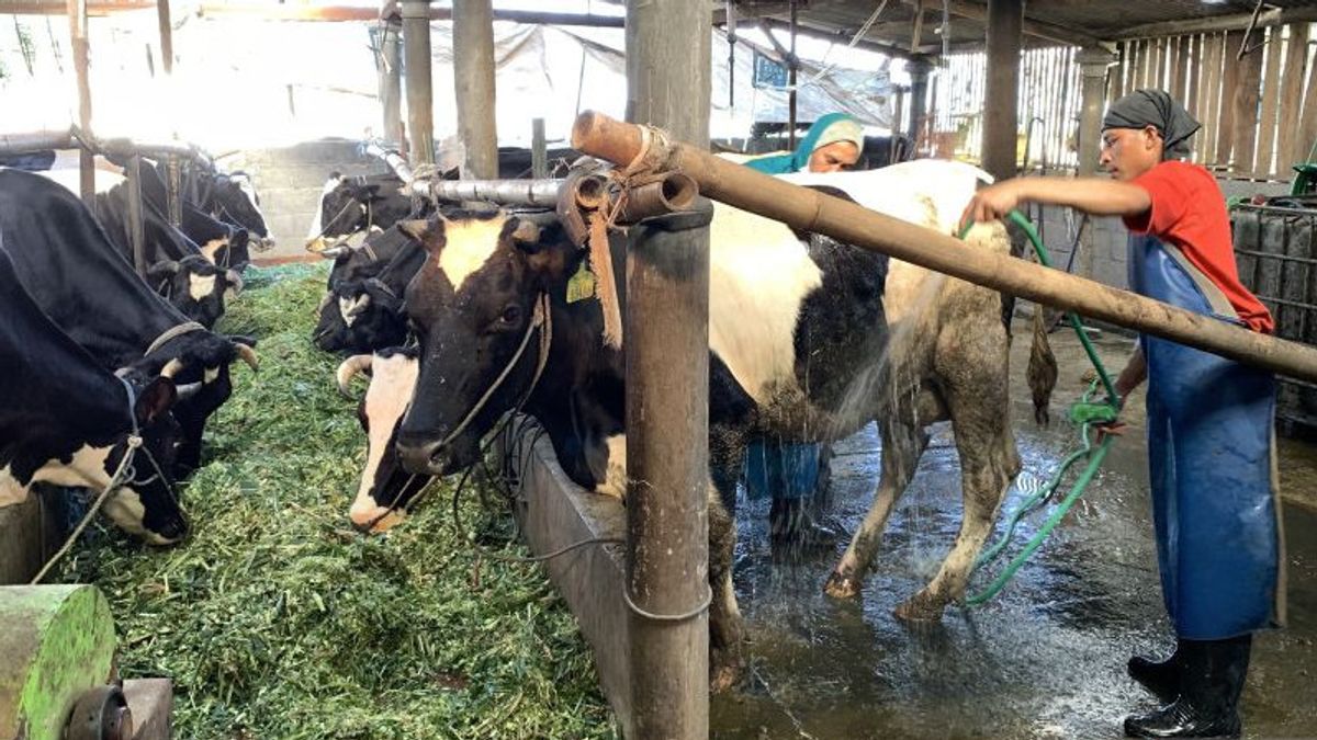 Face à Iduladfa, les lieux d'engraissement des animaux de Lampung sont invités à se faire vacciner contre la peste porcine africaine