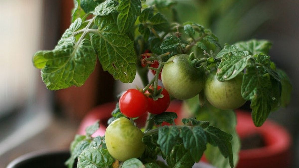 弯曲番茄植物叶的5个原因:从天气到病毒