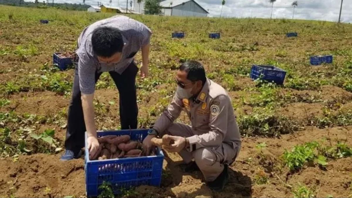 Ekspor Holtikultura Sumatera Utara Jumlahnya Sentuh Ratusan Miliar
