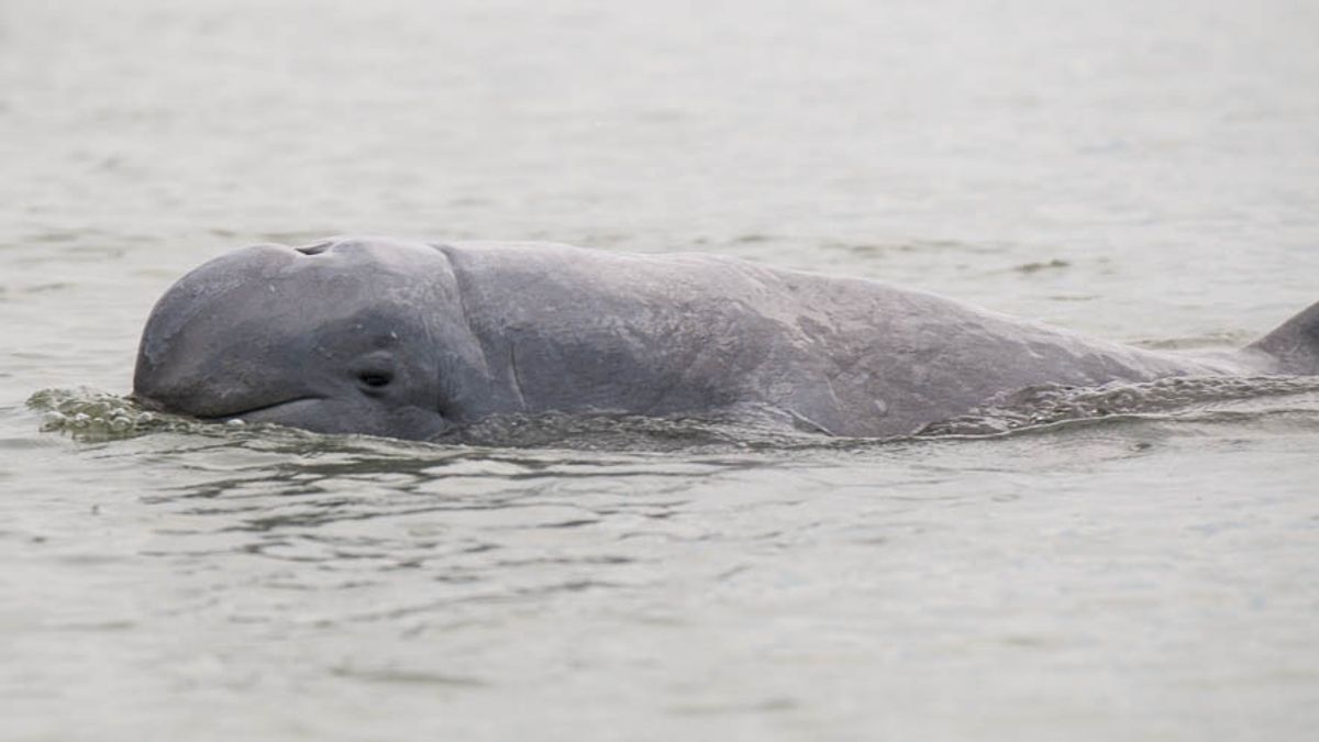 Cambodian Prime Minister Orders The Formation Of Conservation Zones In The Mekong River To Protect Langka Dolphins