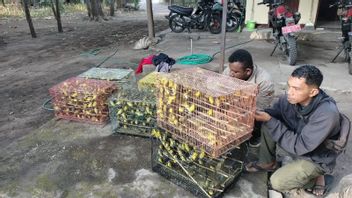Penyelundupan Ribuan Ekor Burung Dilindungi di Maumere Gagal, Pelaku Melarikan Diri