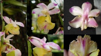 BRIN Researchers Find Orchids 'Tiger Nails,' New Endemic Species Of Indonesia