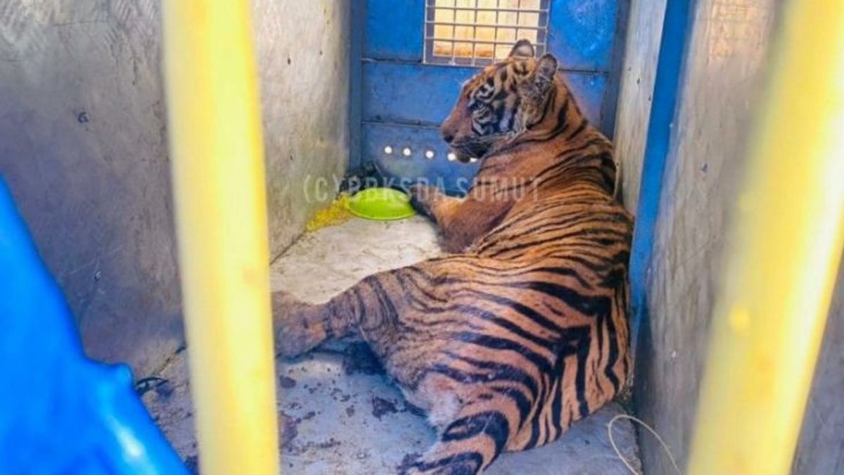 Meresahkan Warga, Harimau Sumatera Liar Berhasil Ditangkap Kondisinya Begini