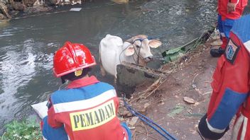 About To Be CUT Into Pieces, Sacrificial Cows Rampage And Fall Into Cipinang River