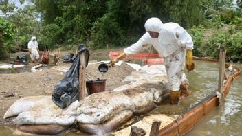 淡水河谷疑似由于波索地震后土地转移而导致管道泄漏