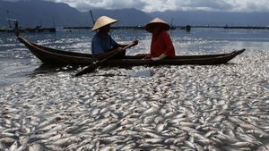 Lima Ton Ikan Danau Maninjau Agam Mati Dampak Angin Kencang