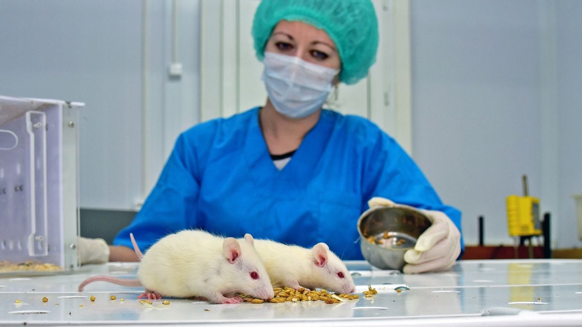Switzerland Will Ban Animals To Be Research Objects: Pharmaceutical Companies Scream, Researchers Have No Alternative