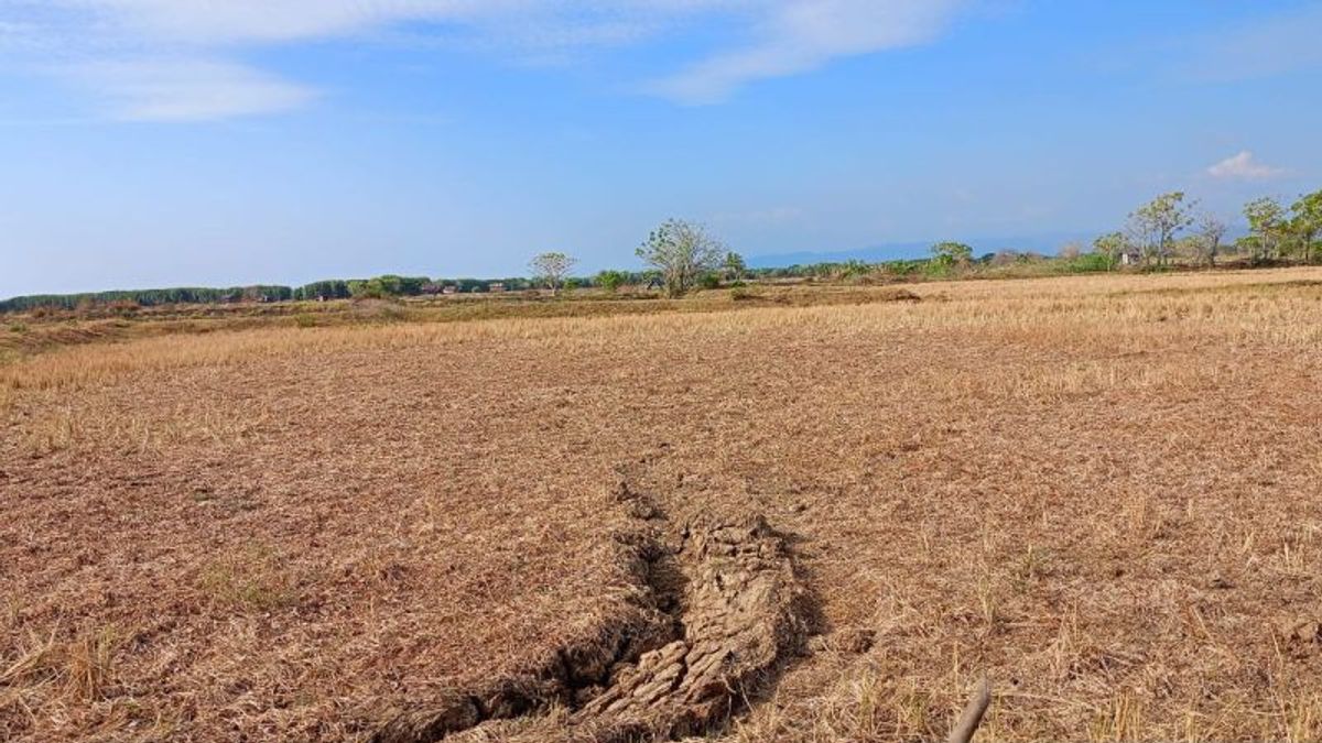 水是完全干燥的,望加锡的一些稻田变成了睡眠区