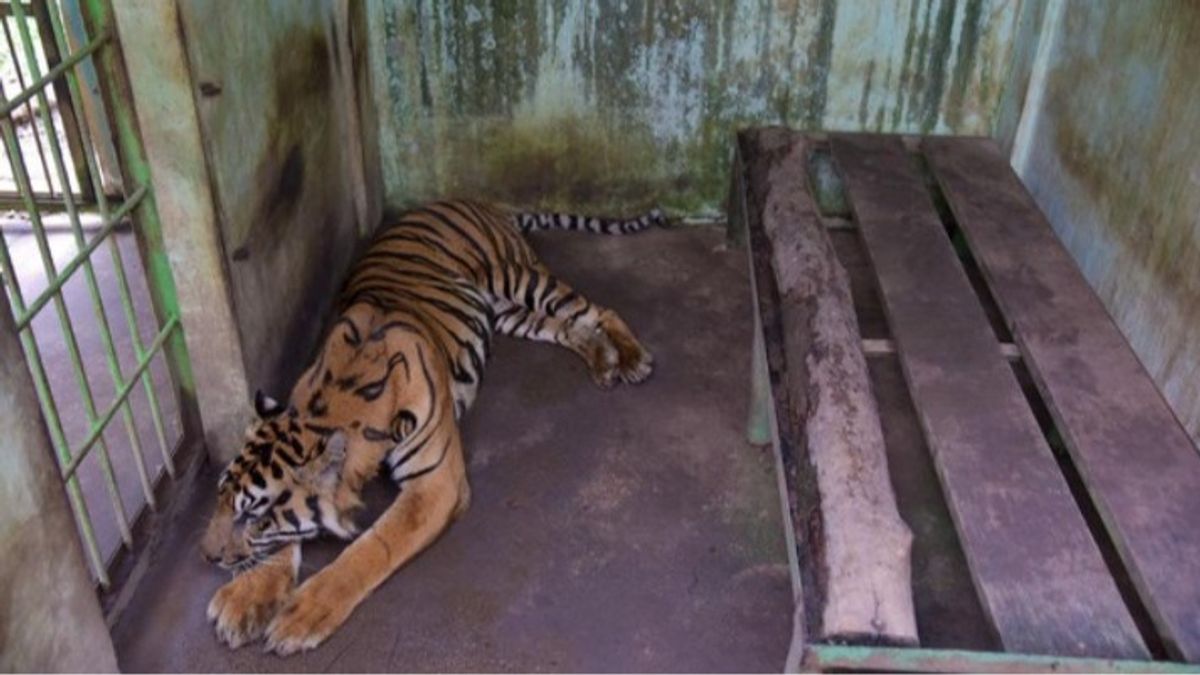 Kebun Binatang Medan Masih Dikunjungi, meskipun Empat Harimau Koleksi Mereka Mati