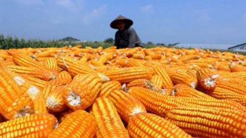 BPS预测2025年西爪哇的水稻和玉米收获面积将增加,但请注意拉尼娜3个月后