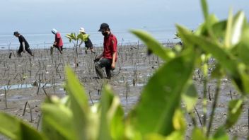 海水侵入防止、タンバクレホ海岸に1,103本のマングローブ苗木を植える