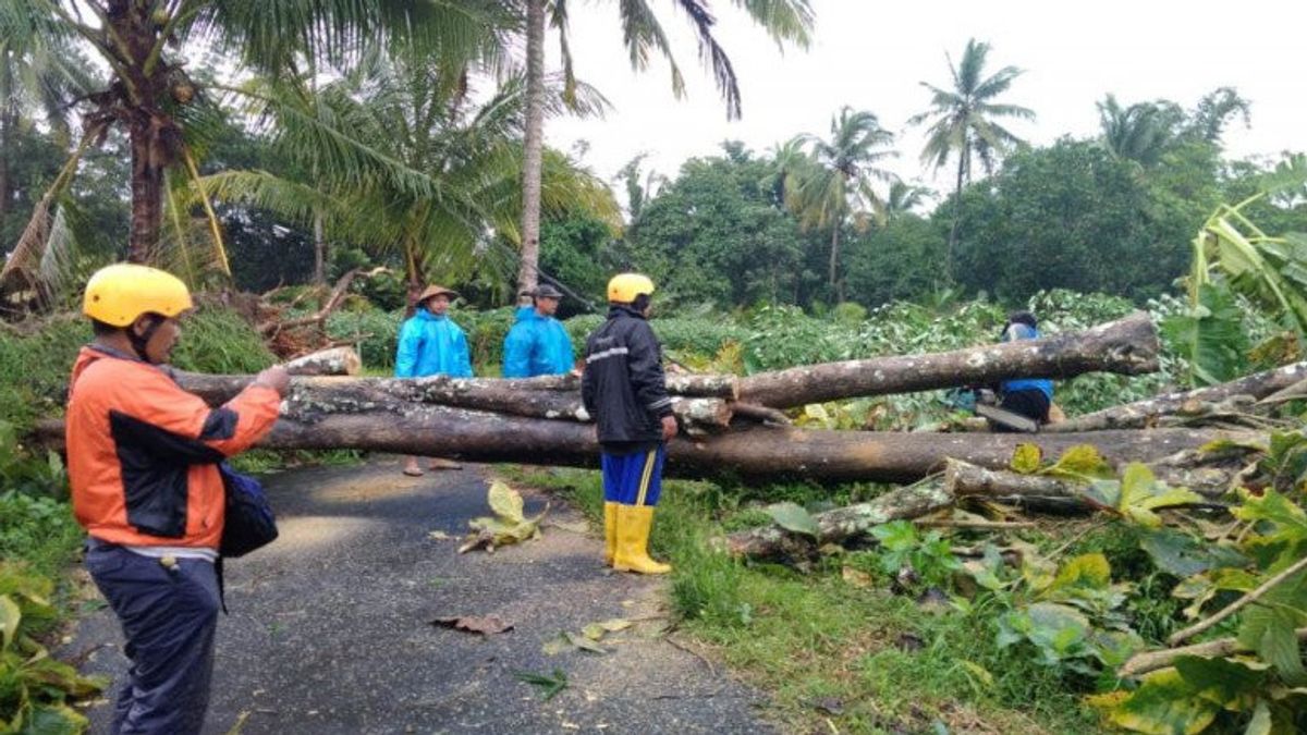 Hujan Es Disertai Angin Kencang Landa Sleman, Puluhan Pohon Tumbang, Belasan Rumah Rusak 