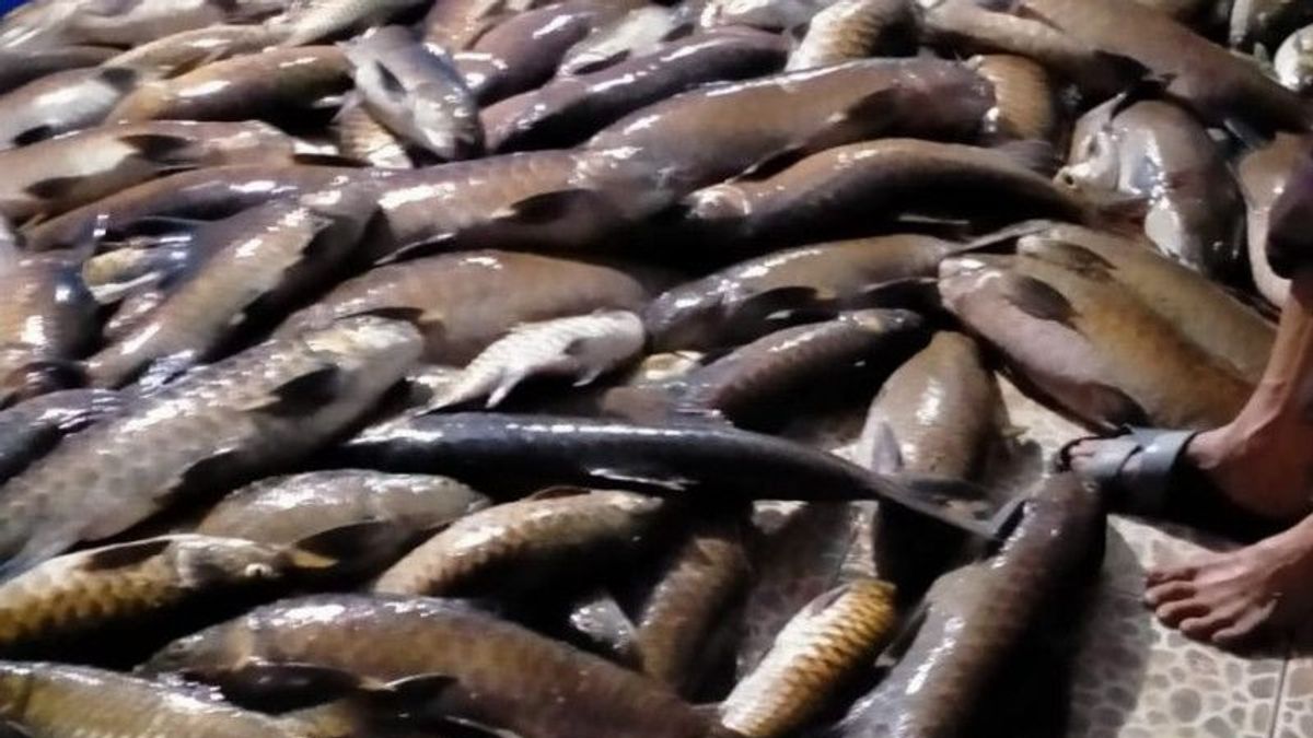巴塘卢布克兰杜尔帕萨曼西河无硫元素，3吨鱼因泥泞死亡