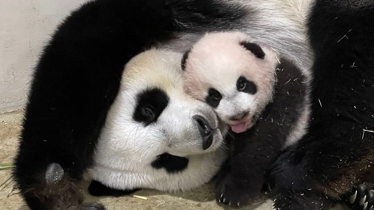 Through An Online Poll, The First Giant Panda Cub Born In Singapore Is Named Le Le