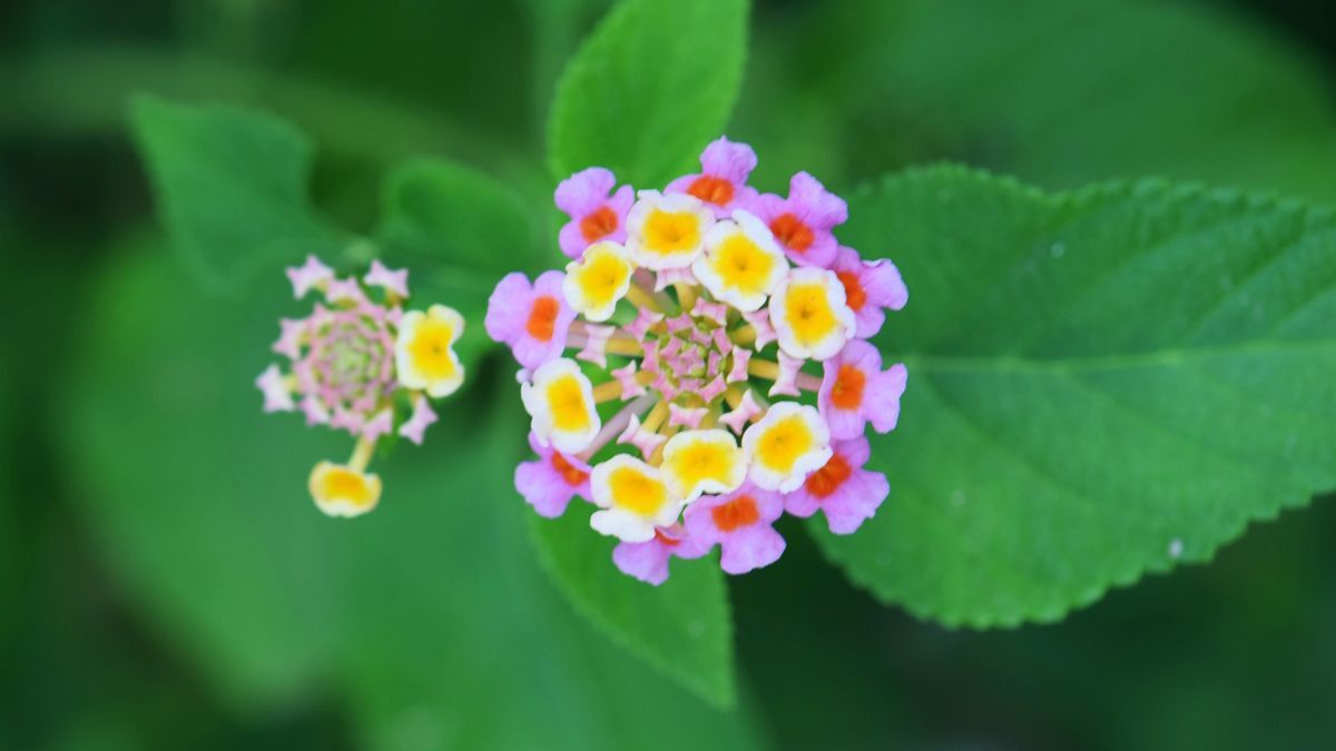 Cara Menanam Bunga Lantana yang Cantik Beraroma Pedas